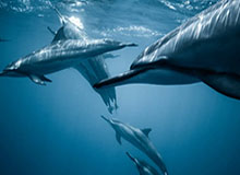 西甲-拉菲尼亚帽子戏法 巴塞罗那战胜塞维利亚